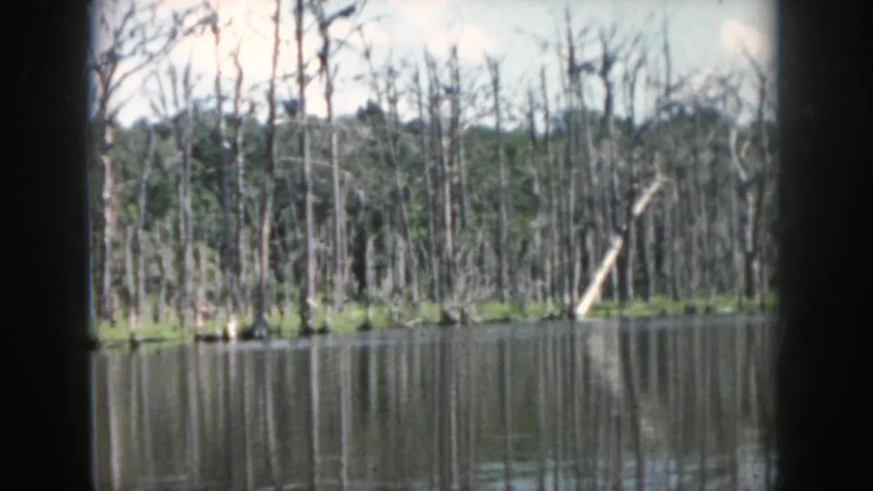 1958 New Orleans-area swamp water view with a dense stand of bare trees reflected in the lake.