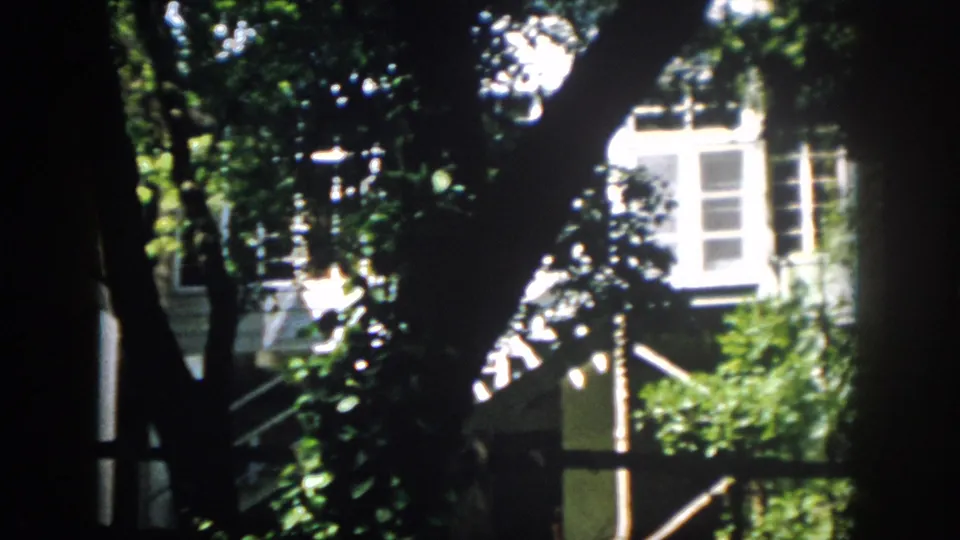 A white residential exterior in Virginia appears behind dark tree silhouettes and bright green foliage.