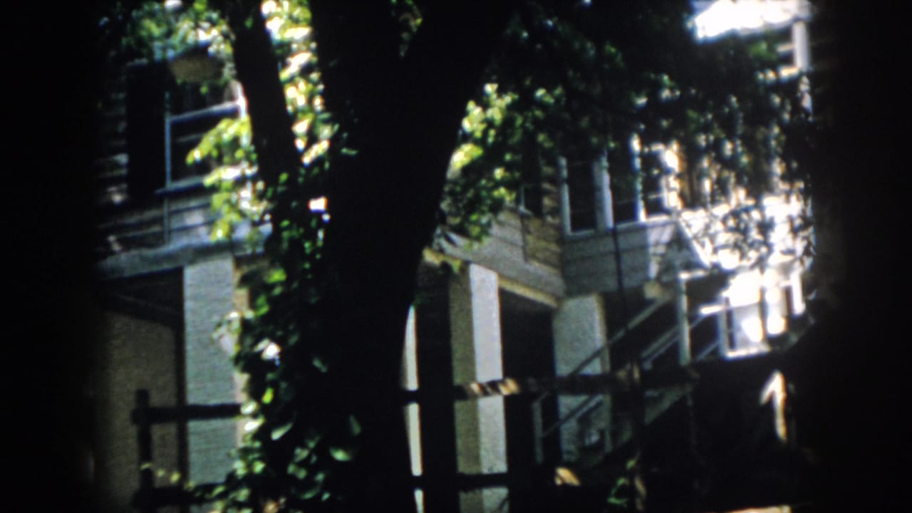 Sunlit house facade behind dark tree trunks and foliage.