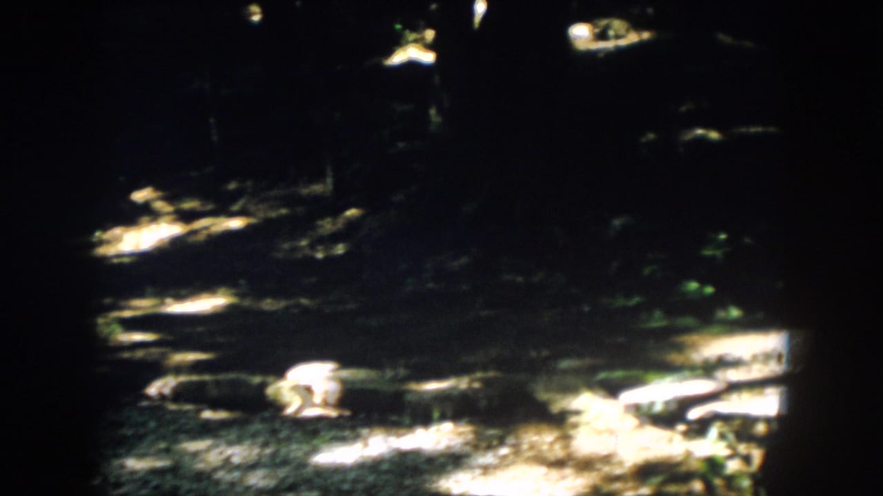 1958 Virginia 8mm frame showing dark tree trunks around patches of sunlit dirt, rocks, and green undergrowth.