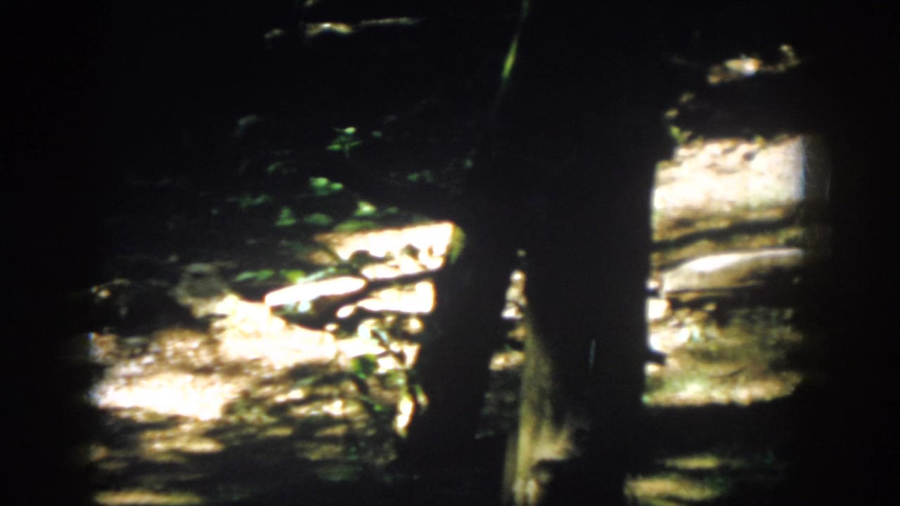 Wooded ground with tree trunks, bright sun patches, rocks, and scattered green plants.