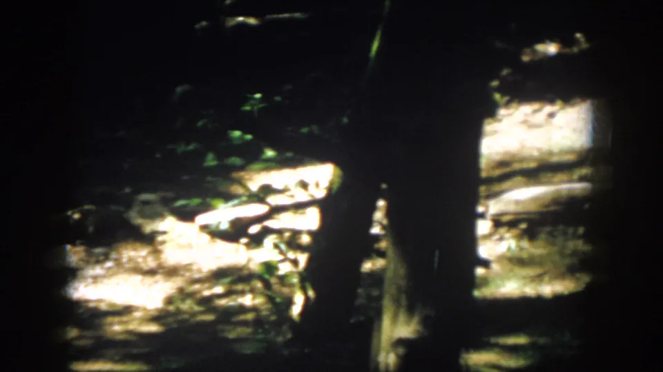 1958 Virginia woodland frame with vertical tree trunks, overexposed sunlit ground, rocks, and low green shrubs.