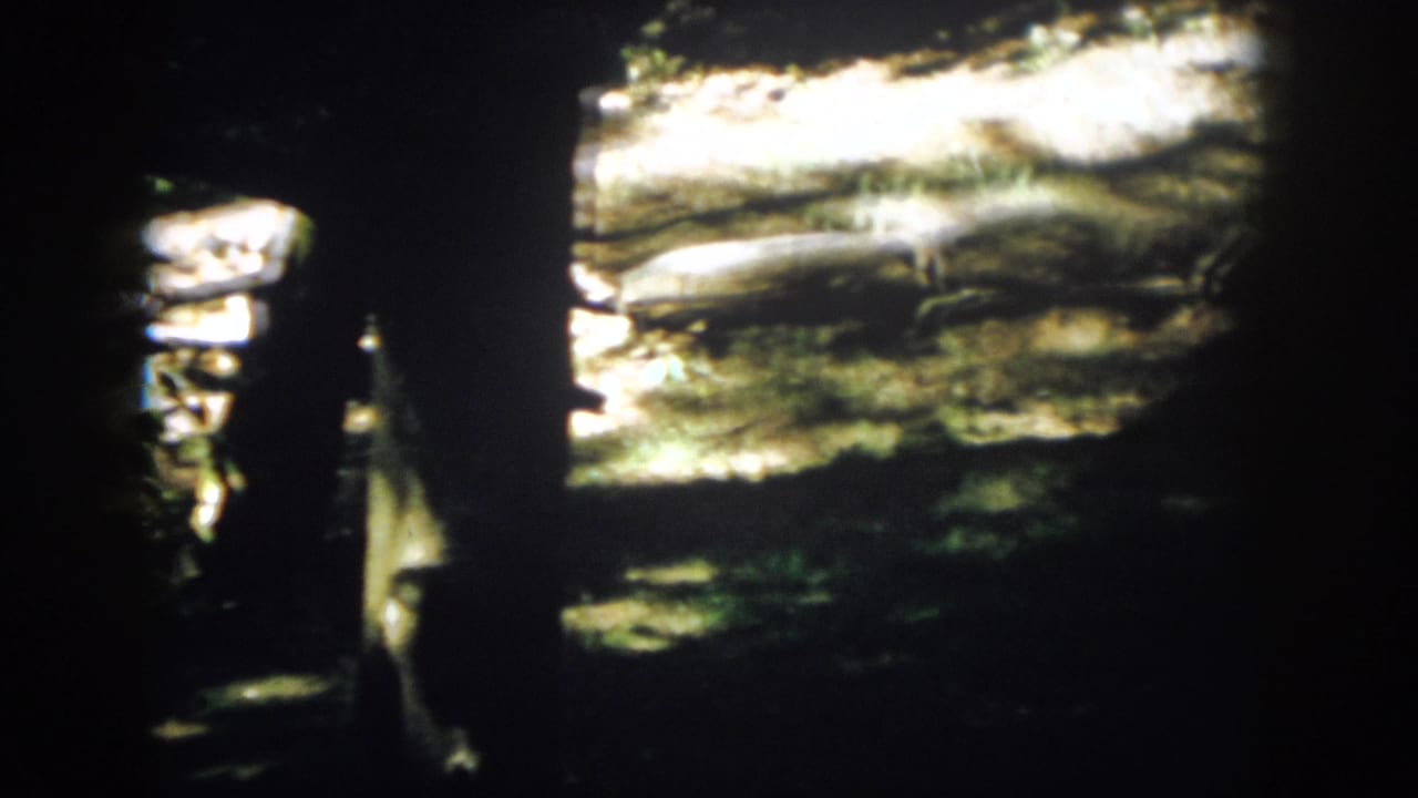 1958 Virginia 8mm view of shaded trunks in the foreground with sunlit rocks, dirt, and grass behind them.