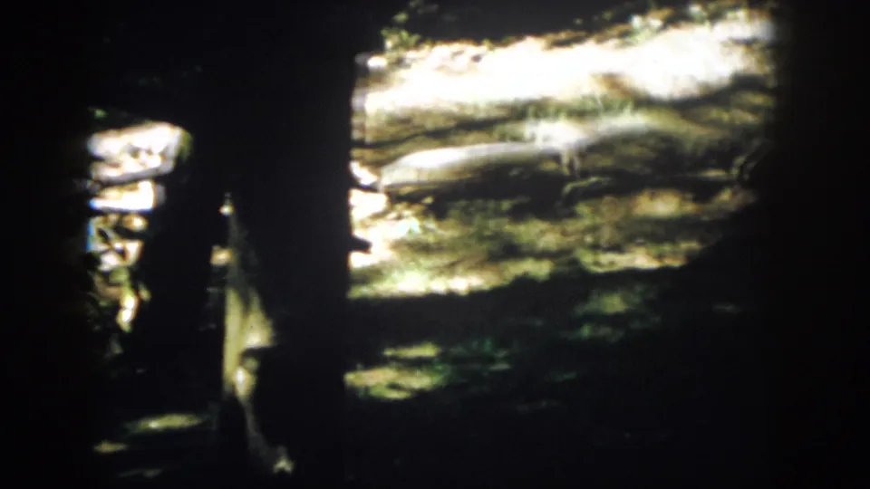 1958 Virginia 8mm view of shaded trunks in the foreground with sunlit rocks, dirt, and grass behind them.