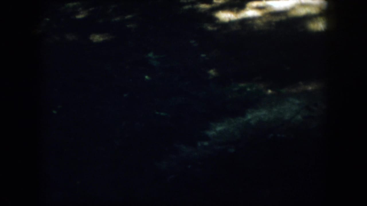 Underexposed 1958 Virginia woodland view, with faint light patches above and little detail visible in the shadows.