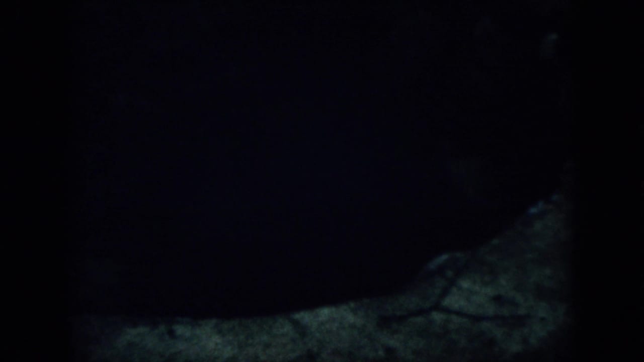 A narrow dark opening or well-like void is bordered by dim ground in the shadowed Virginia woodland scene.