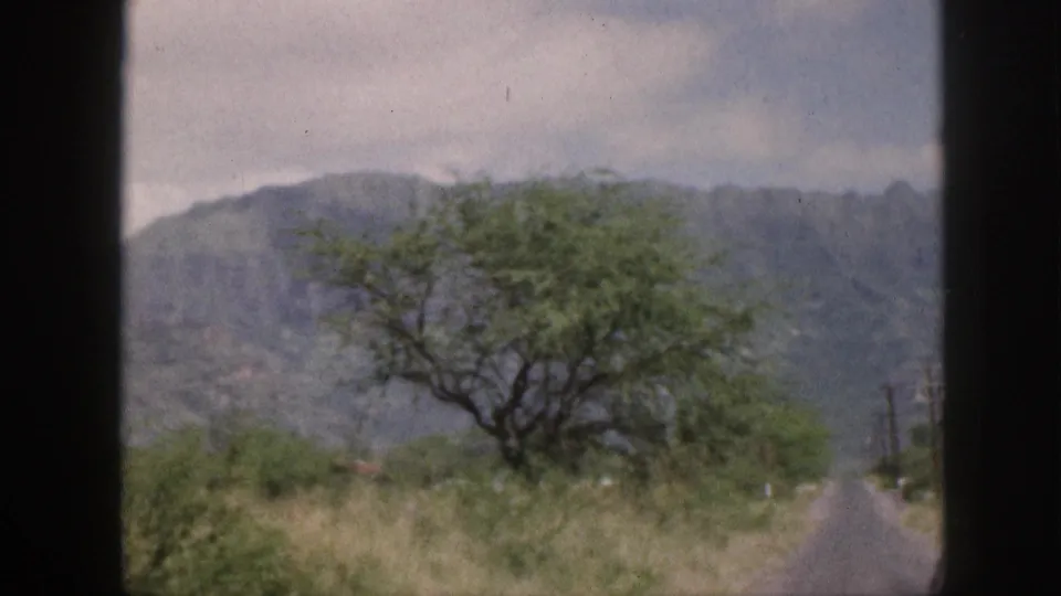 1959 Hawaii home-movie view of a roadside tree, grassy verge, and distant mountains from a vehicle.