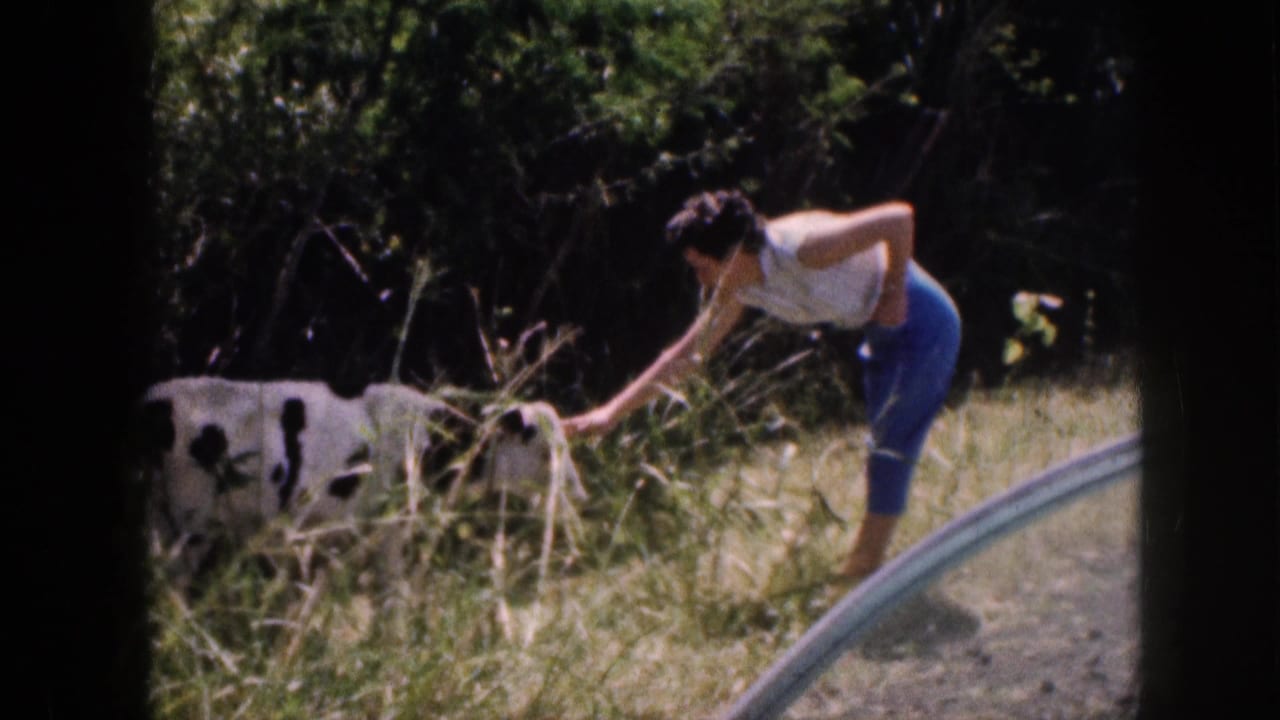 1959 Hawaii home-movie frame of a woman in a white top and blue pants reaching toward a black-and-white cow near a rural road.