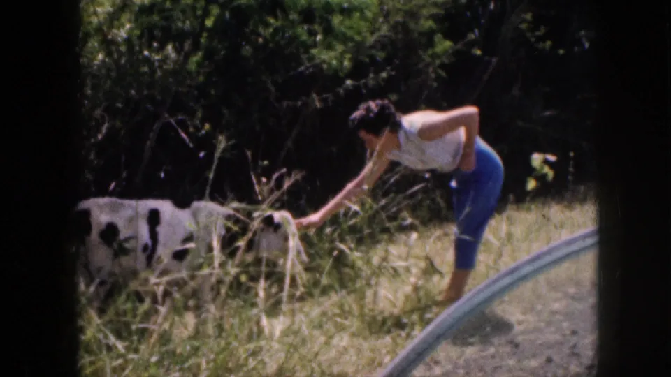 1959 Hawaii home-movie frame of a woman in a white top and blue pants reaching toward a black-and-white cow near a rural road.