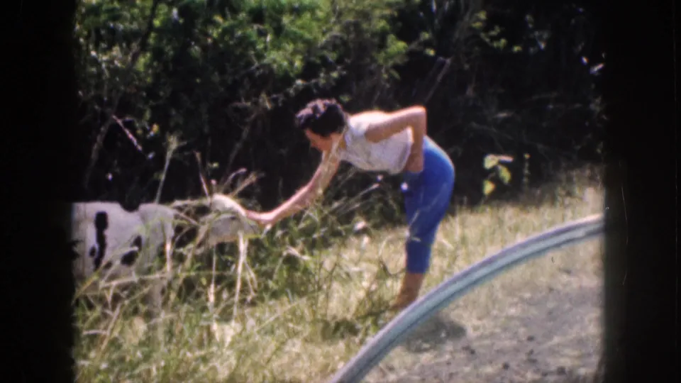 1959 Hawaii frame showing a woman bending toward a black-and-white cow in tall grass, with the car window edge visible in the foreground.