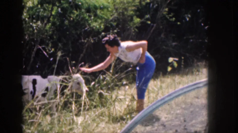 In 1959 Hawaii 8mm footage, a woman in a white top and blue pants bends to touch a calf in a grassy area.