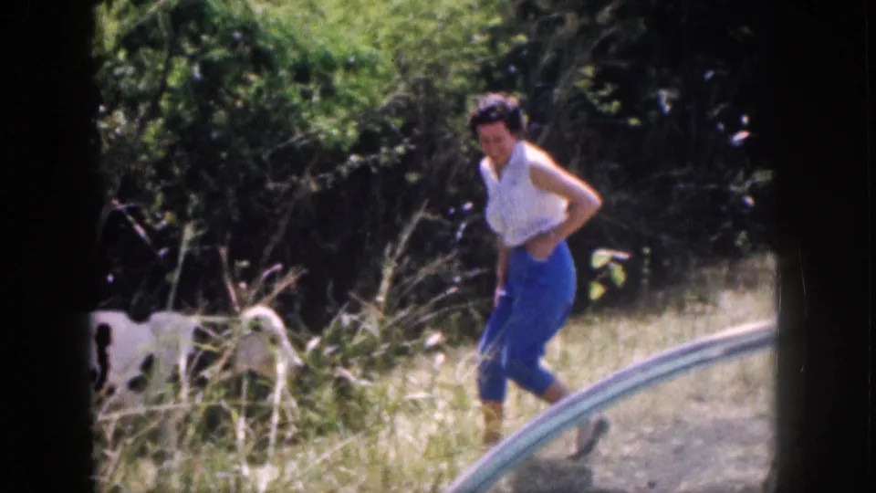 The woman stands back near the calf in a grassy Hawaii setting, with dense green foliage behind them.