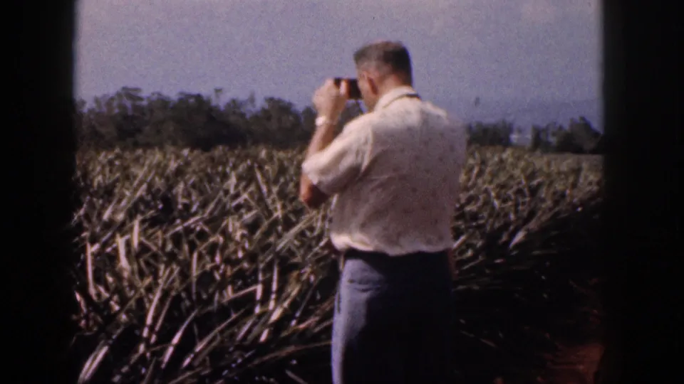 A man stands beside pineapple rows in 1959 Hawaii footage, holding a camera toward the crops.
