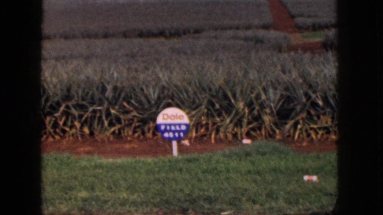 A Dole Field 4511 sign appears beside a Hawaii pineapple field, with red soil and crop rows behind it.