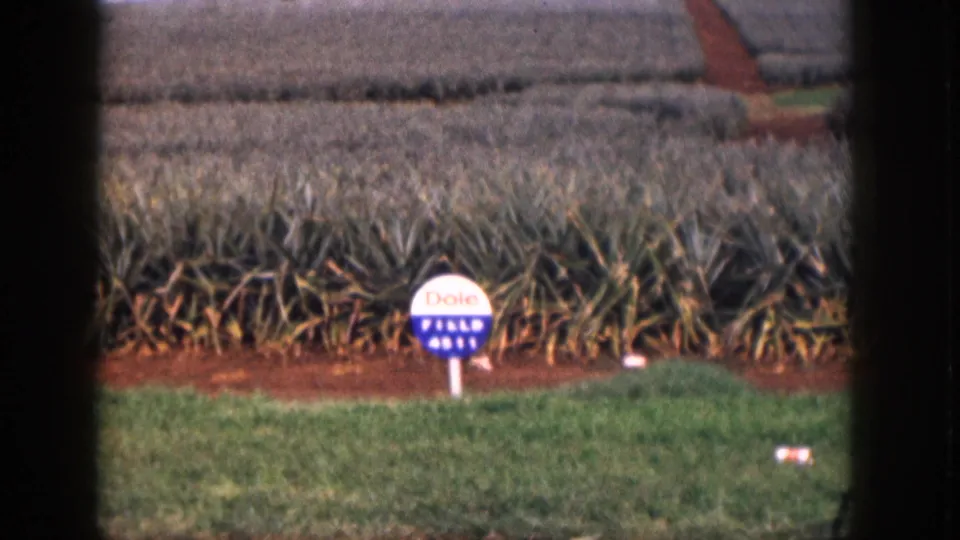 The camera holds on the Dole Field 4511 sign with pineapple plants stretching across the background in Hawaii.