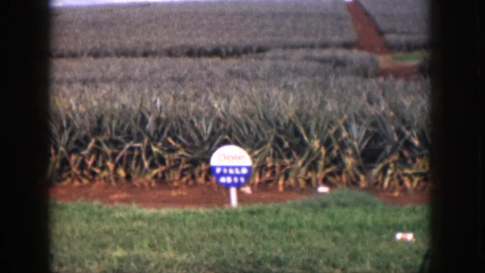 A handheld 8mm view centers a Dole Field 4511 sign against rows of pineapple plants in 1959 Hawaii.