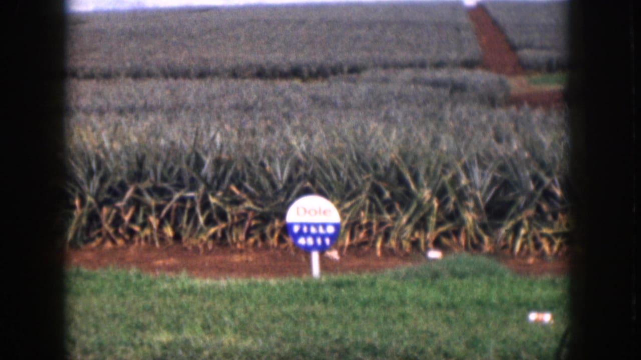 1959 Hawaii home-movie frame showing pineapple rows, grass, red soil, and a circular Dole Field 4811 sign.