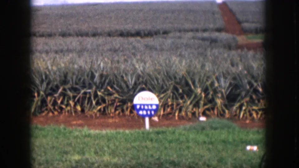 1959 Hawaii home-movie frame showing pineapple rows, grass, red soil, and a circular Dole Field 4811 sign.