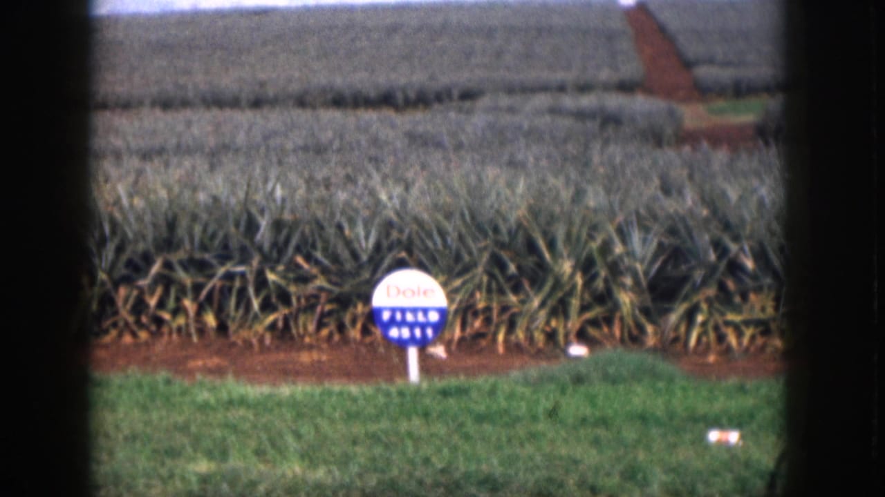 Dole Field 4811 sign beside pineapple rows and grass, seen through dark borders.