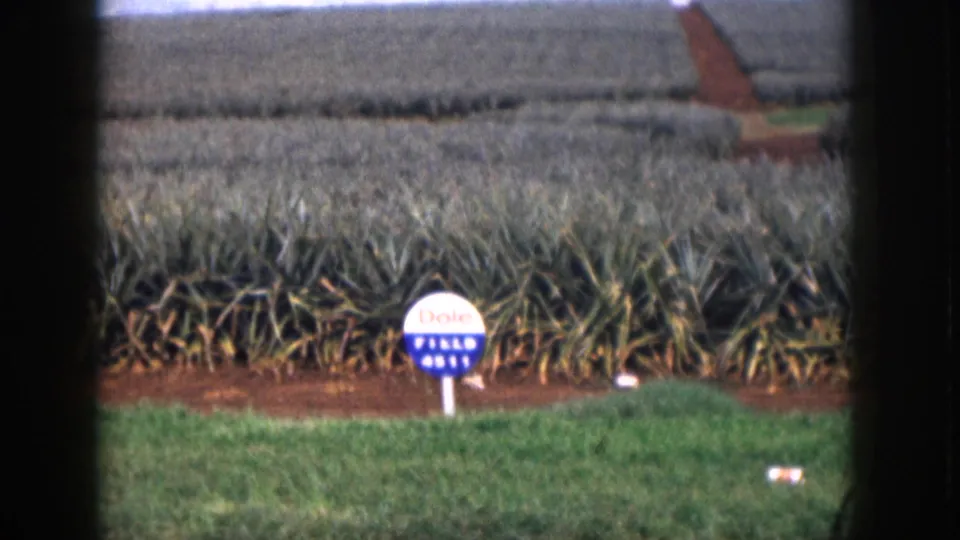 1959 Hawaii frame with a Dole Field 4811 marker in front of pineapple plants and layered fields beyond.