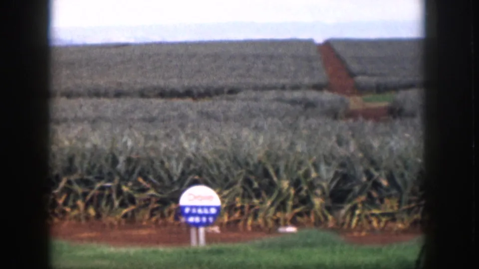 1959 Hawaii home-movie view with the Dole Field 4811 sign partly low in frame before pineapple rows.