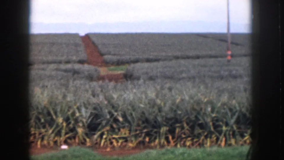 1959 Hawaii frame showing pineapple rows and red soil paths, with the Dole sign no longer visible.