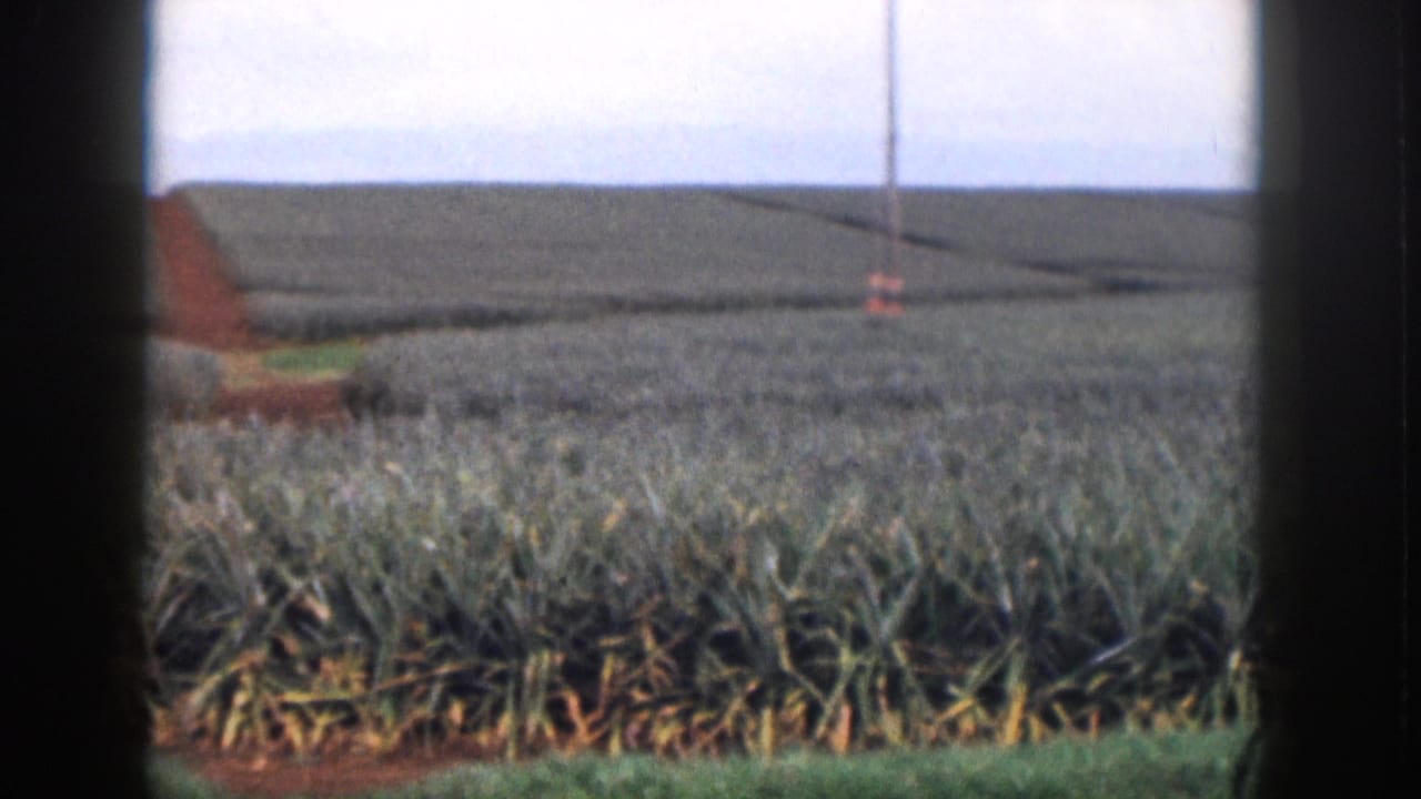 Pineapple field seen through dark vertical borders with utility poles in the distance.