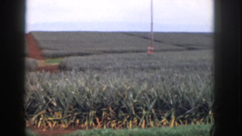 1959 Hawaii home-movie frame showing pineapple rows and distant utility poles, partly blocked by dark window-like borders.