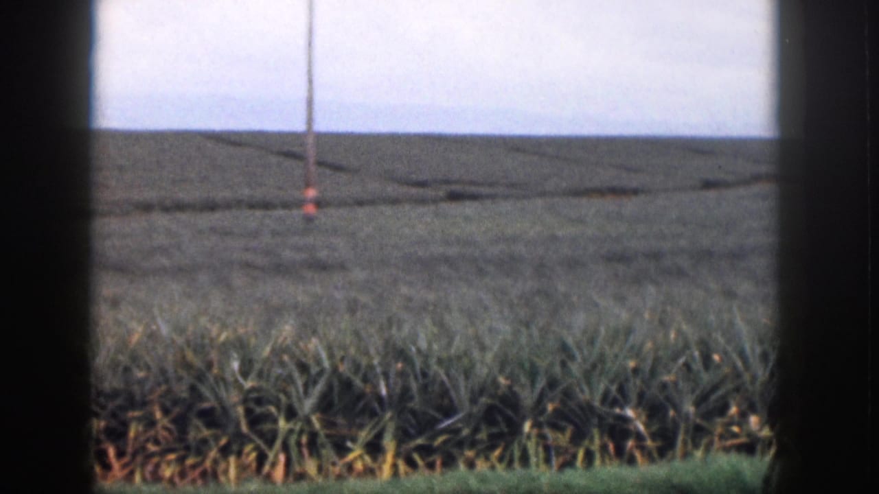 Pineapple field with a utility pole and dark frame edges crossing the view.