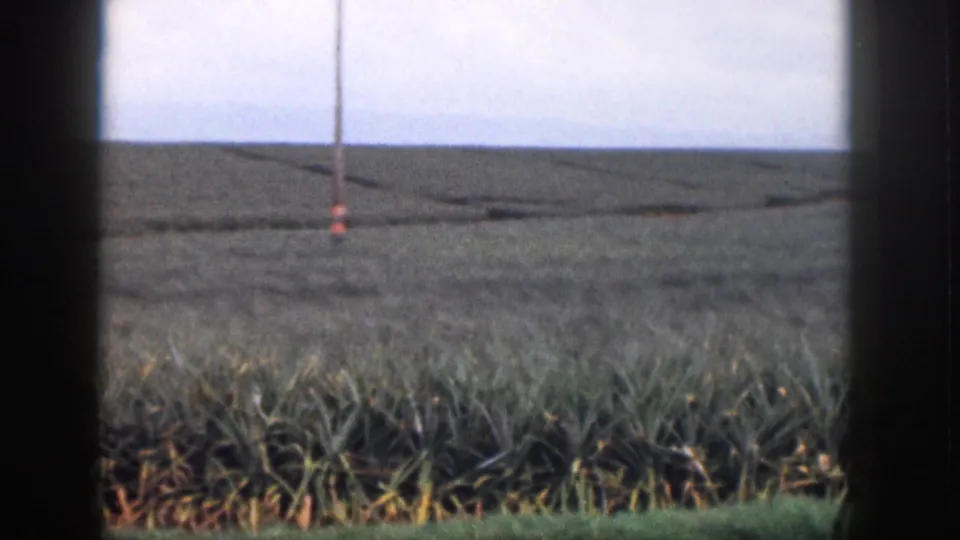 1959 Hawaii footage frame of pineapple fields viewed through dark obstructions, with a utility pole near the center distance.