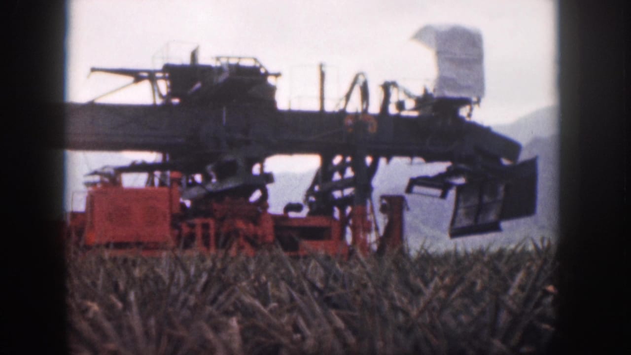 Large red and black sugarcane harvester standing among cane stalks in a field.