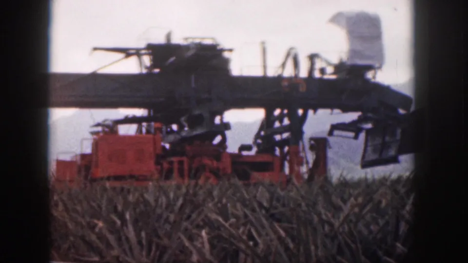 1959 Hawaii home-movie frame showing a sugarcane harvester partly framed by a dark vehicle edge and cane rows.