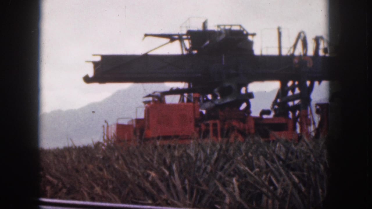 1959 Hawaii footage shows a large red harvesting machine working beyond dense cane rows under an overcast sky.