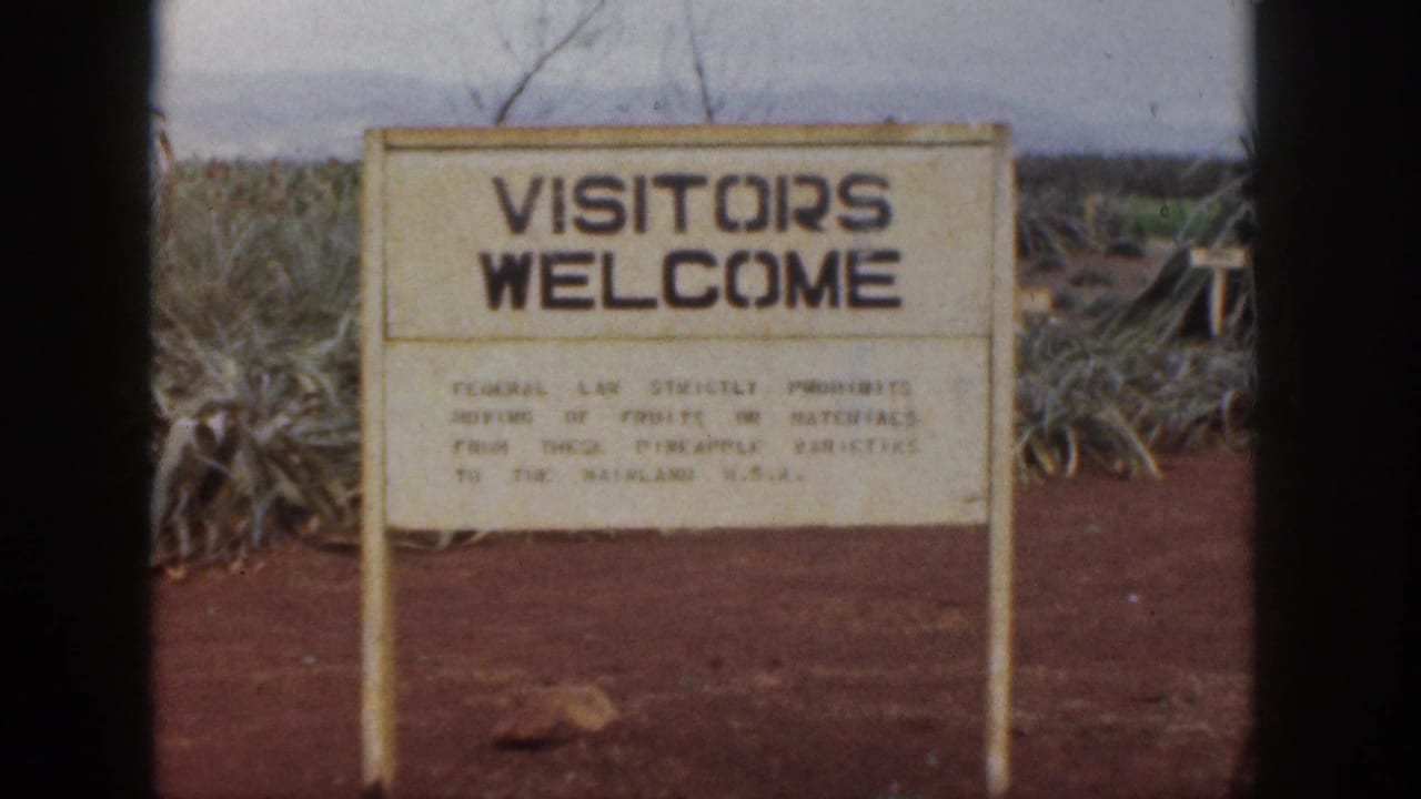 VISITORS WELCOME sign standing in a pineapple field with red soil and dark film borders.