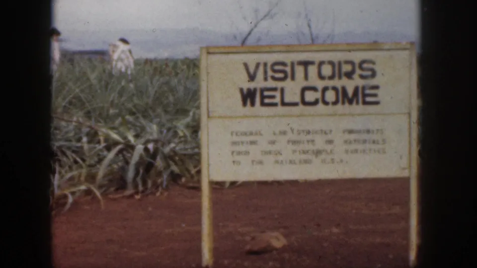 1959 Hawaii home-movie frame of a pineapple field sign, with visitors partly visible in the plants behind the sign.
