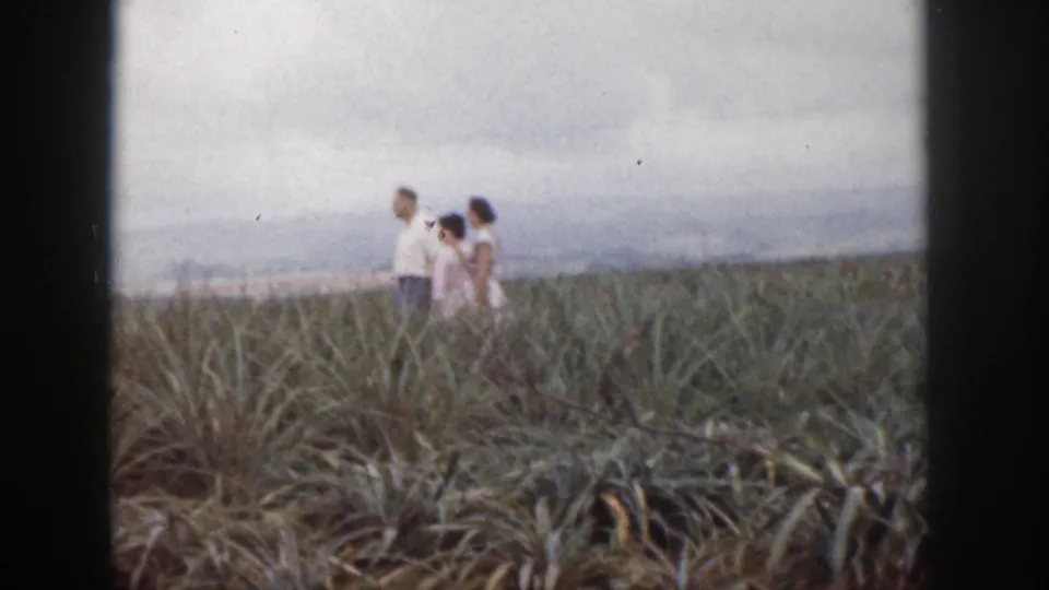 1959 Hawaii home-movie frame of three visitors walking through rows of pineapple plants with distant hills behind them.