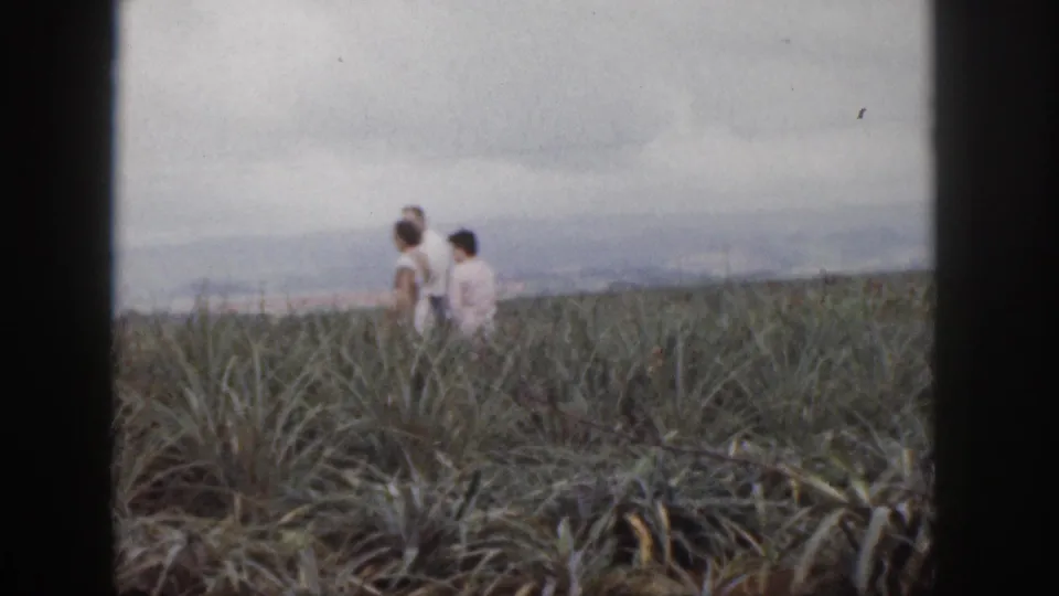 In 1959 Hawaii home-movie footage, two adults walk through a pineapple-like field with distant hills beyond.