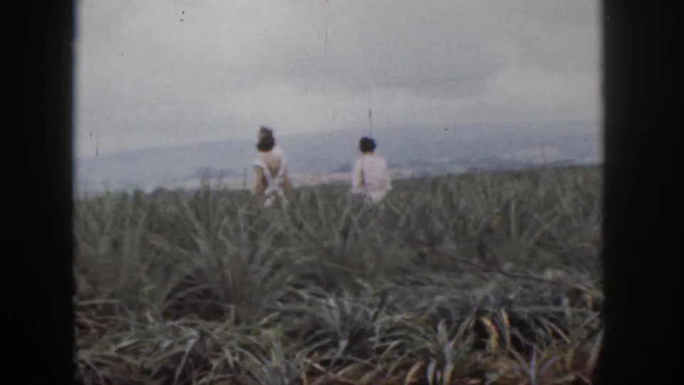 Two adults continue walking through a broad pineapple-like field in Hawaii, framed by soft 8mm borders.