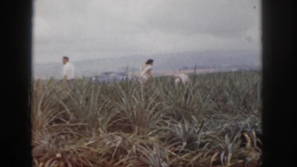 The family group spreads out across the pineapple-like field, with overcast sky and distant hills behind.