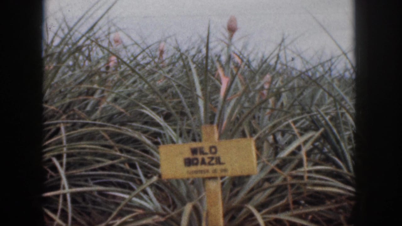 Yellow WILD BRAZIL sign among spiky pineapple plants under a cloudy sky.
