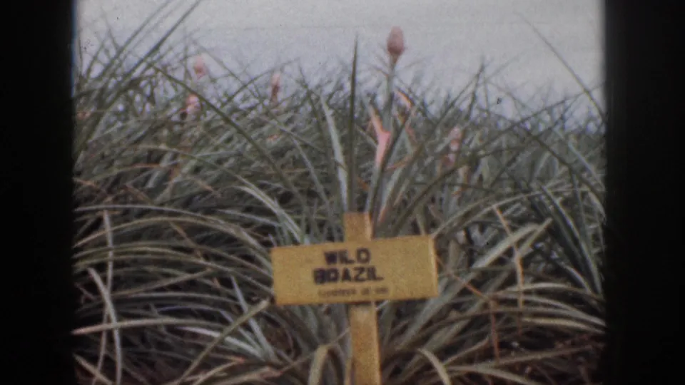 1959 Hawaii 8mm frame showing a yellow WILD BRAZIL crop label in dense pineapple foliage beneath an overcast sky.