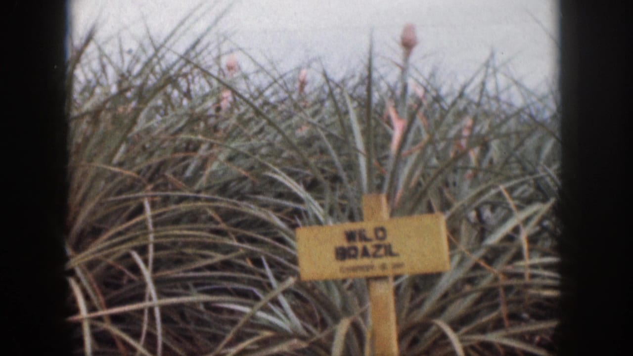Crop label reading WILD BRAZIL surrounded by pineapple leaves and small blossoms.