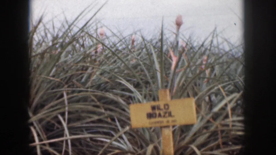 1959 Hawaii home-movie frame with a WILD BRAZIL sign among pineapple plants, softened by grain and faded color.