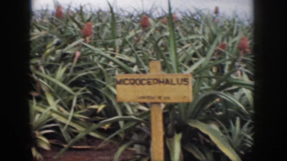 1959 Hawaii 8mm frame showing a MICROCEPHALUS label on a wooden stake among pineapple foliage and reddish blossoms.
