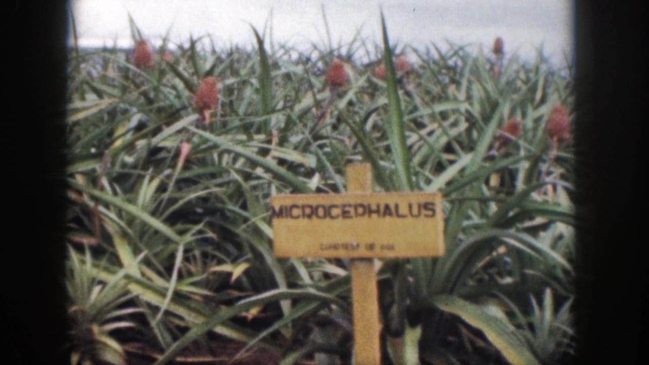 1959 Hawaii 8mm frame showing dense pineapple plants behind a wooden MICROCEPHALUS sign.