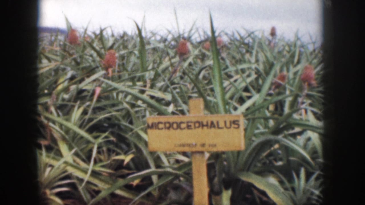 Wooden MICROCEPHALUS sign centered among spiky pineapple plants.