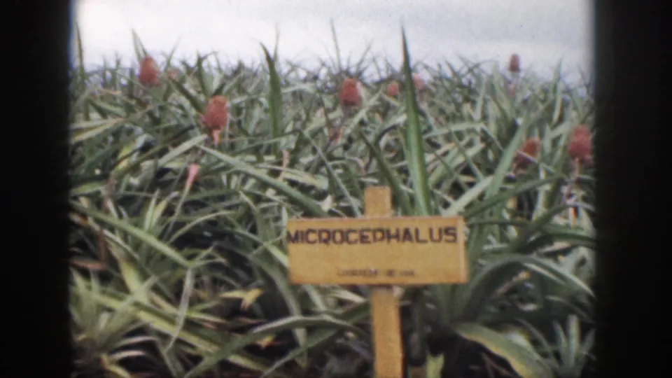 1959 Hawaii 8mm view of a wooden MICROCEPHALUS sign partly low in frame before pineapple plants.