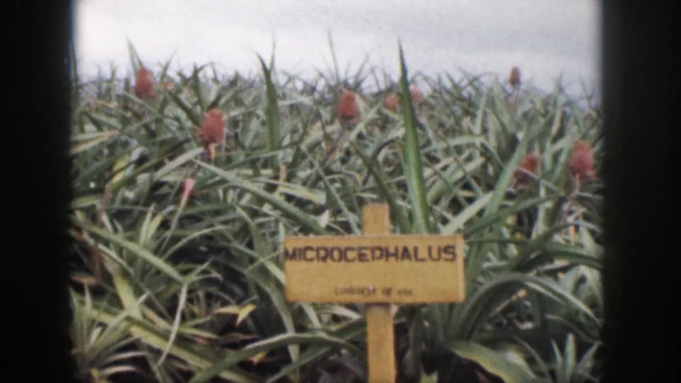 1959 Hawaii frame showing pineapple foliage and a readable wooden MICROCEPHALUS plant sign.