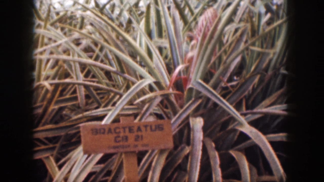 Close-up of spiky plant leaves with a wooden identification tag in front.