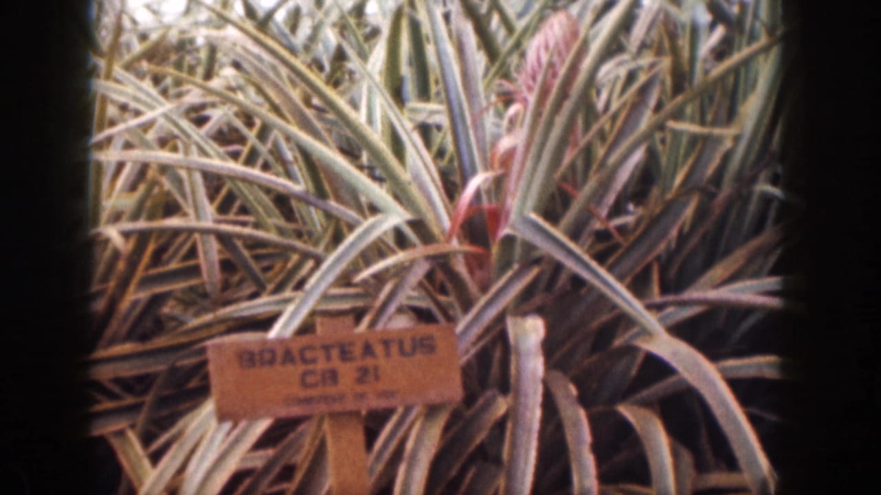 Spiky leaves and reddish buds behind a wooden plant label.